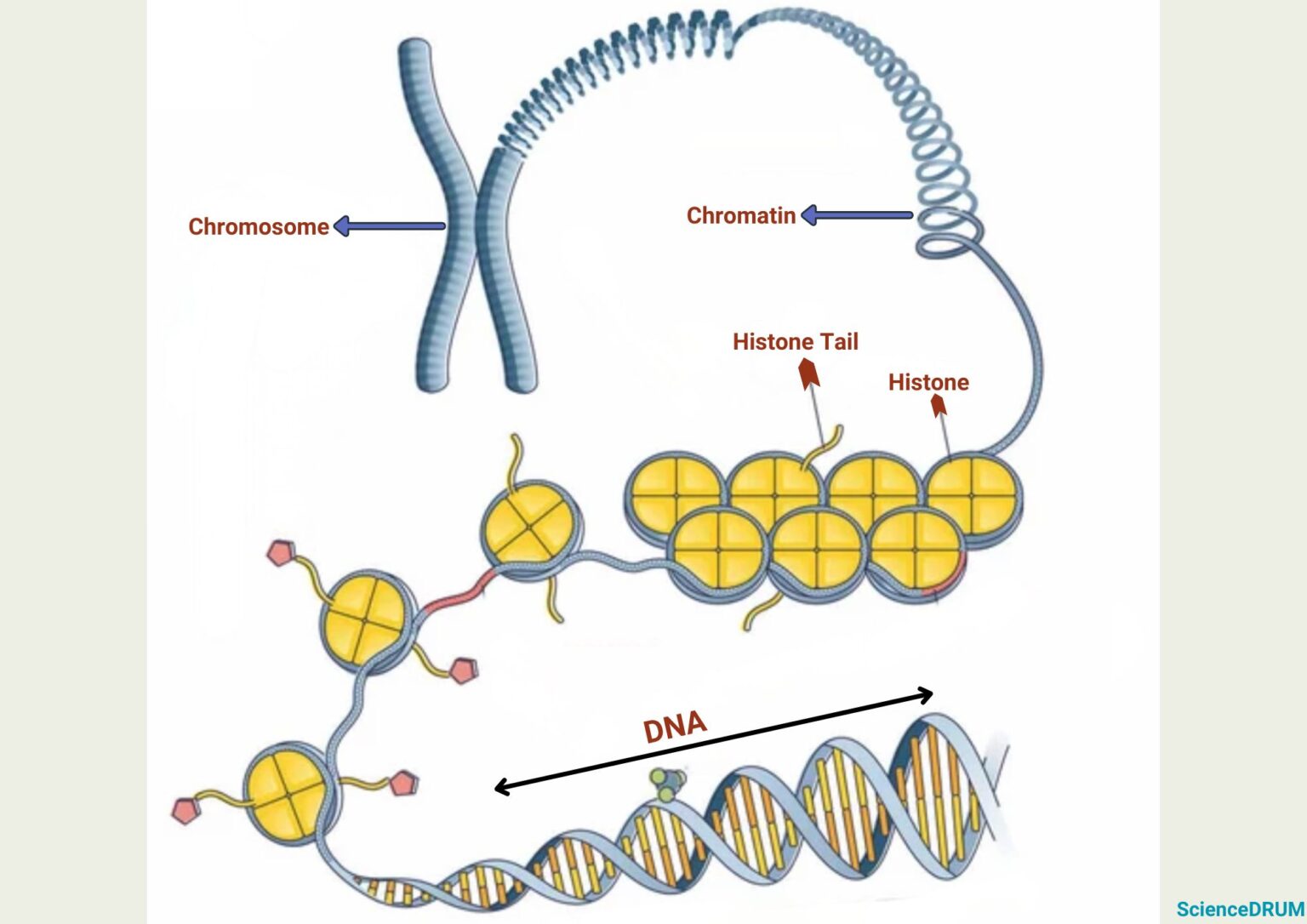 What Is The Difference Between Chromatin And Chromosomes ScienceDRUM