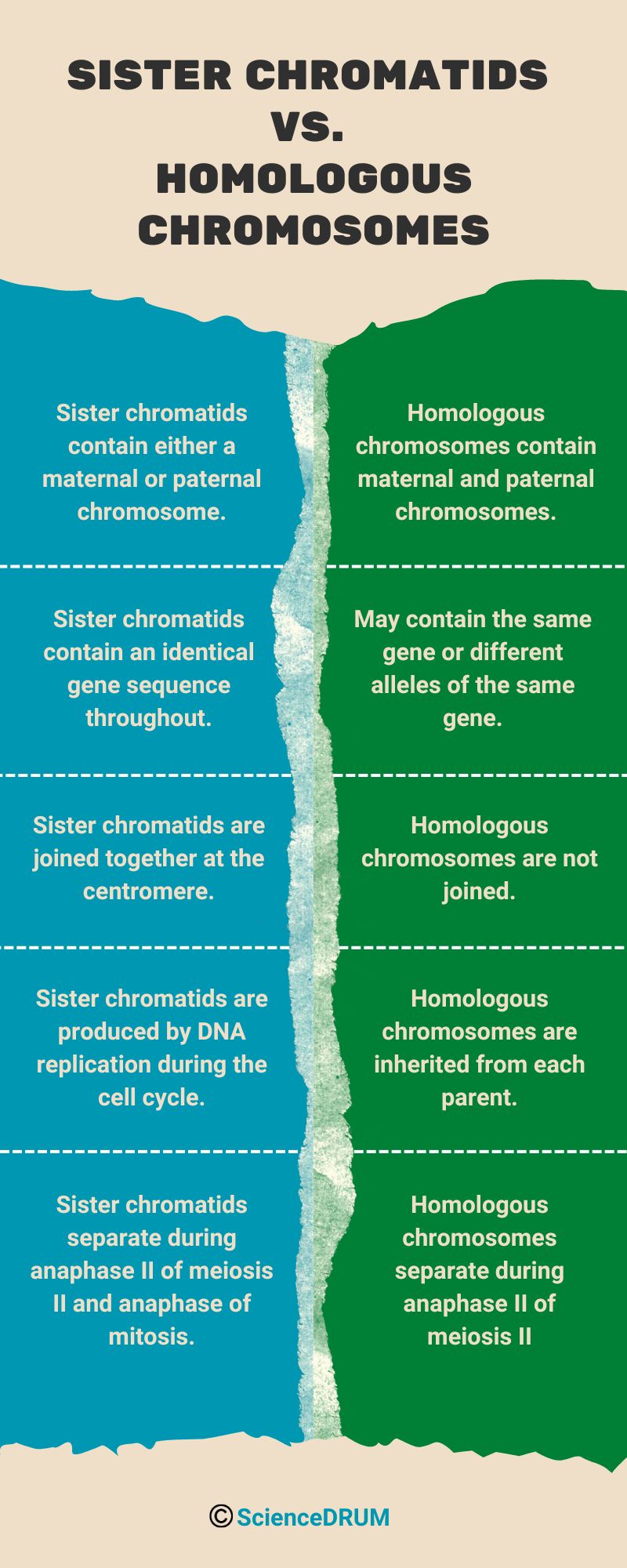 The image is comparison table highlighting the differences between sister chromatids and homologous chromosomes.