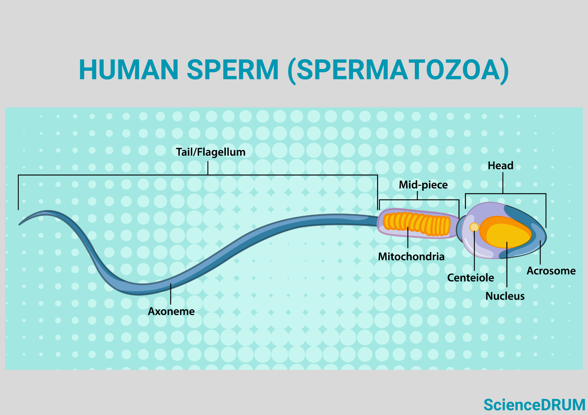 The image shows the structure of sperm cells.  Their unique structure allows them to move and fertilize an egg.  Sperm cells consist of three main parts — the head, midpiece, and tail.  The head contains the genetic material, including the chromosomes, which are tightly packed together.