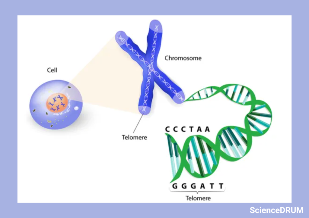 This image shows the repetitive DNA sequences at the chromosome ends called telomeres.  They protect chromosome ends from degradation or becoming fused with other chromosomes during cell division.