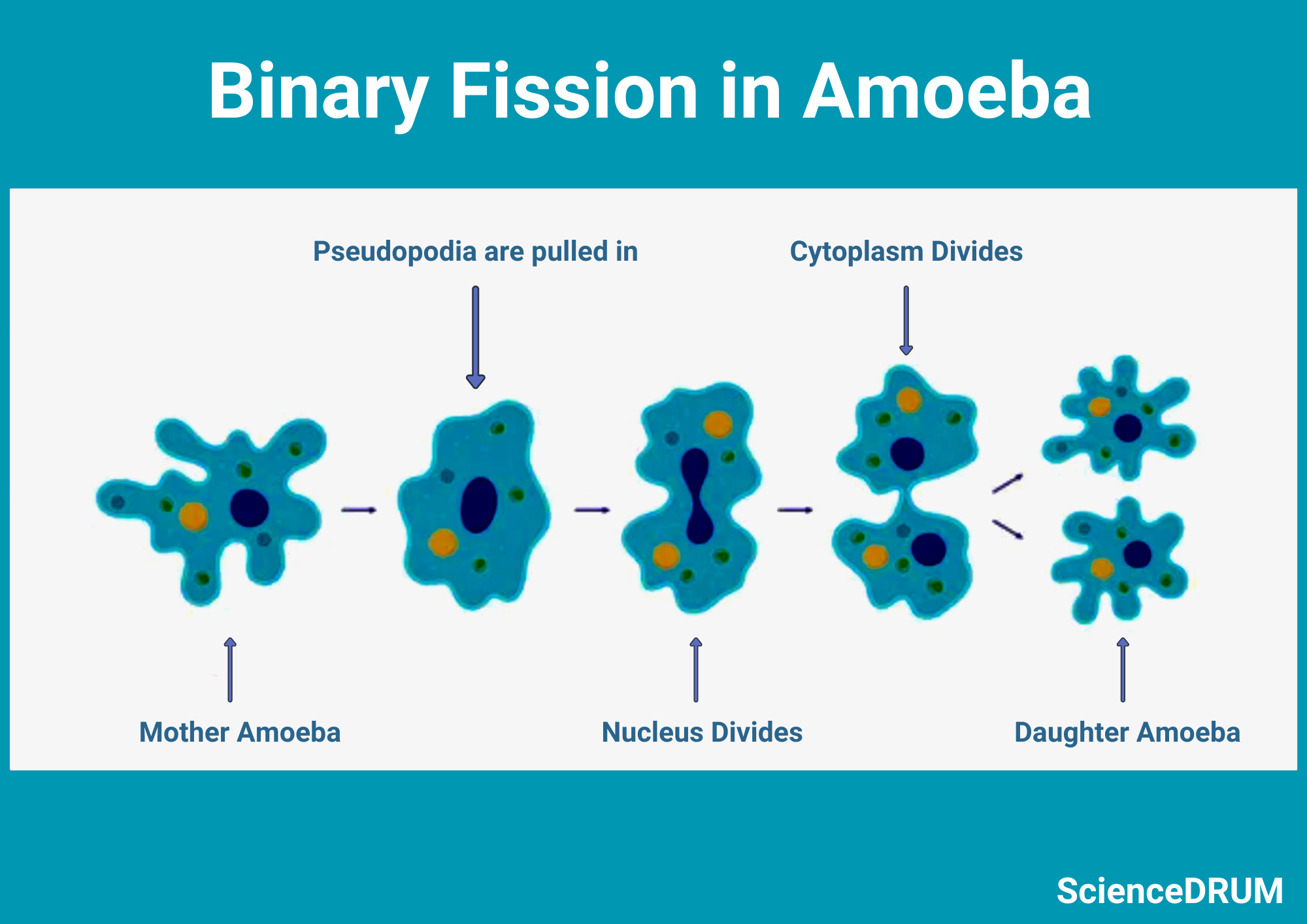 This image shows a specific type of cell division that typically occurs in prokaryotes called binary fission.  It involves the division of single cells into two identical daughter cells.  One of the most vital aspects of binary fission is separation of copied chromosomes.