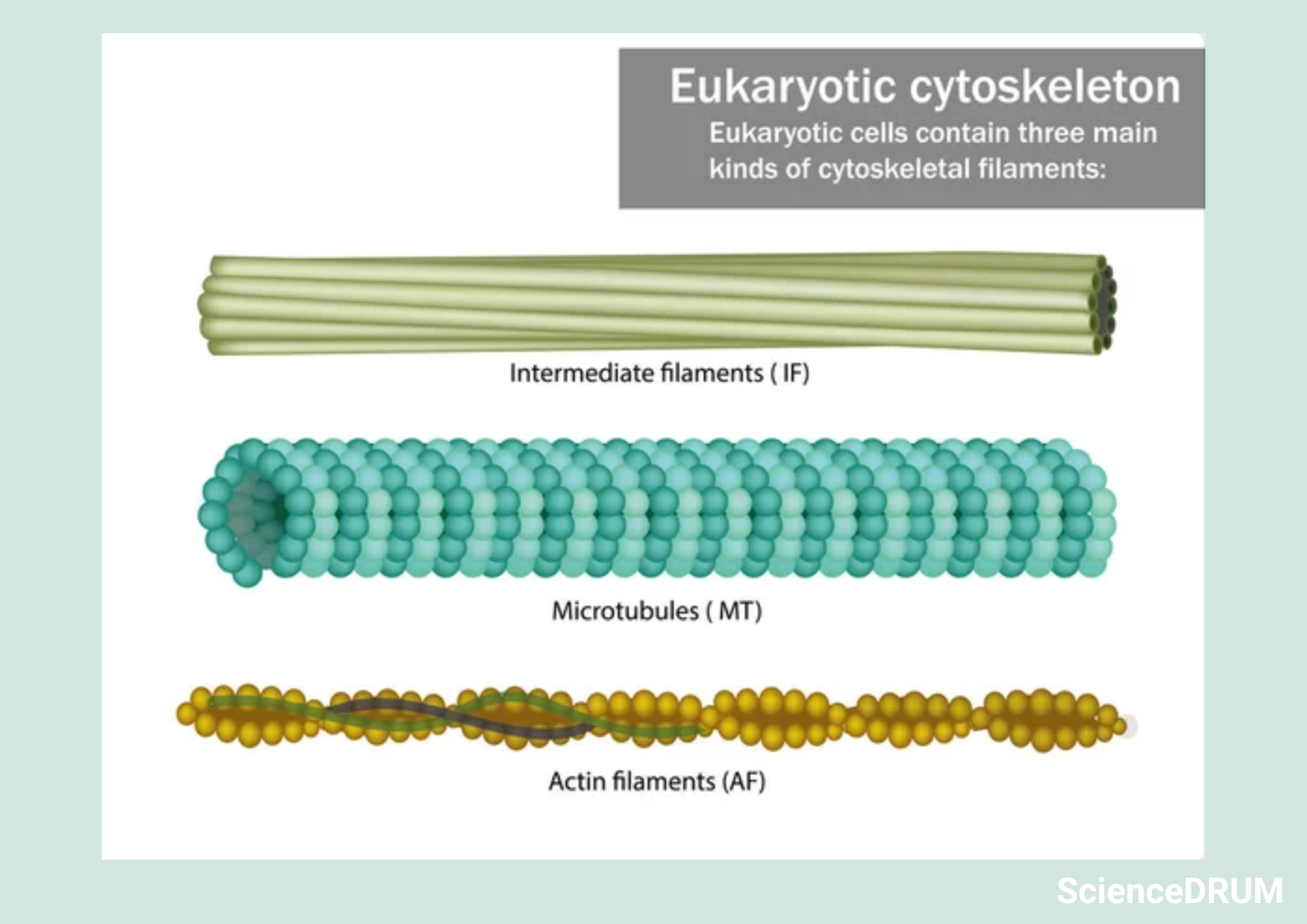 This image shows the different types of cytoskeleton in eukaryotic cells that organize and position the replicated chromosomes within the cell.  The cytoskeleton helps in moving the chromosomes towards opposite poles of the cell and also plays an important role in chromosome separation during binary fission.