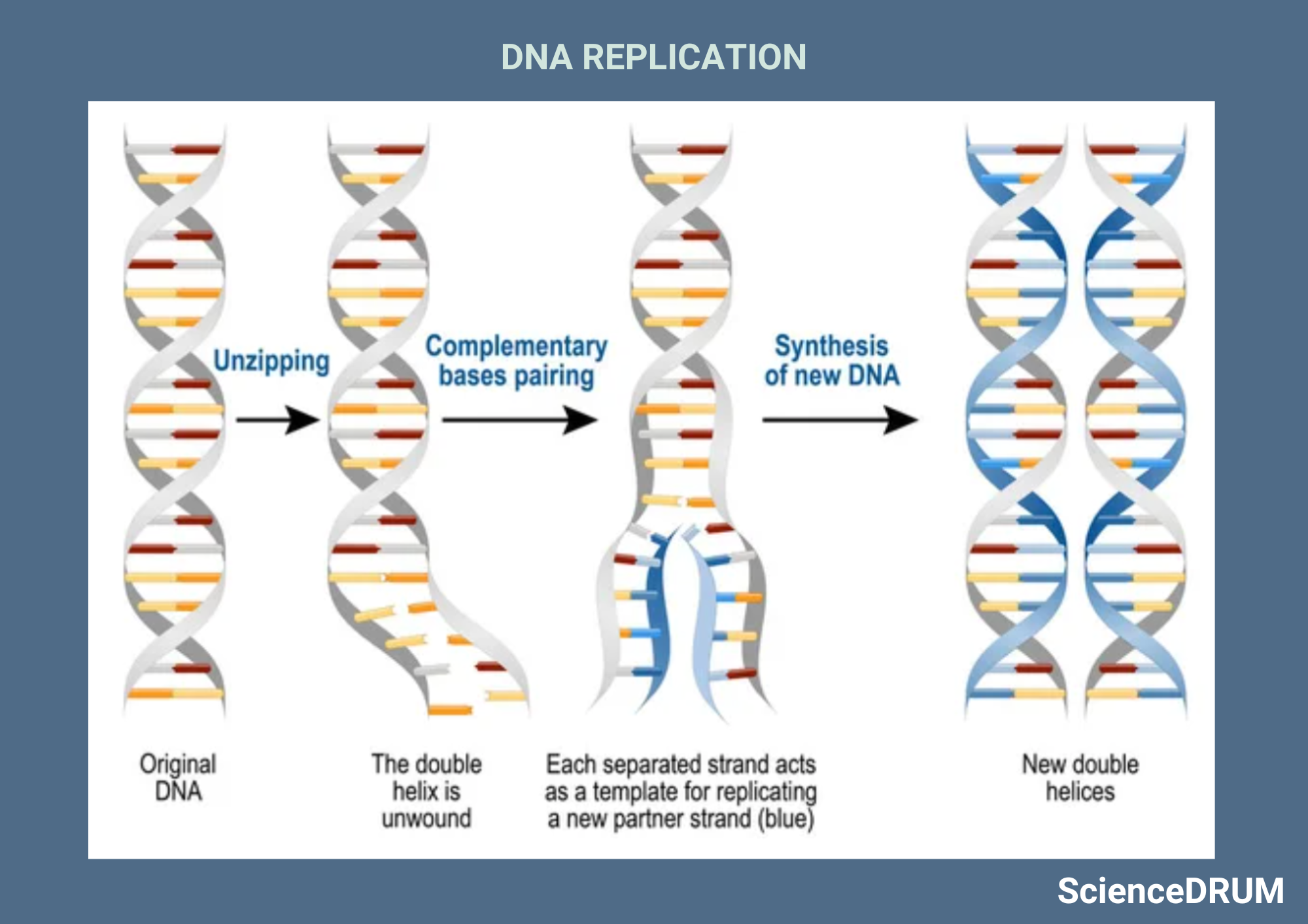 This image shows the process of DNA replication, which ensures that each chromosome is copied accurately and each daughter cell receives a complete set of genetic material.