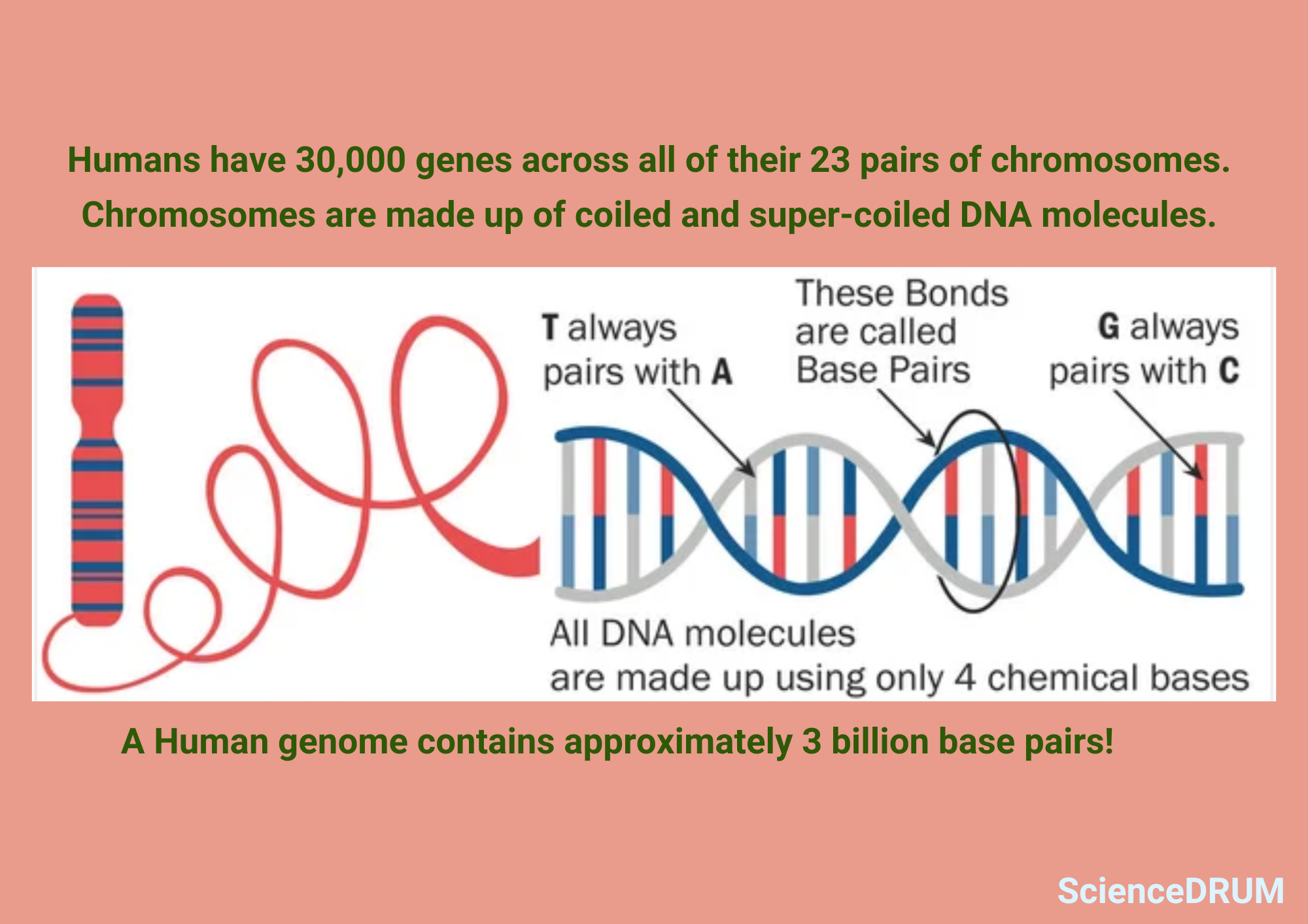 This image gives interesting facts about the human genome.  Humans have 30,000 genes across all of their 23 pairs of chromosomes.  A human genome contains approximately 3 billion base pairs!