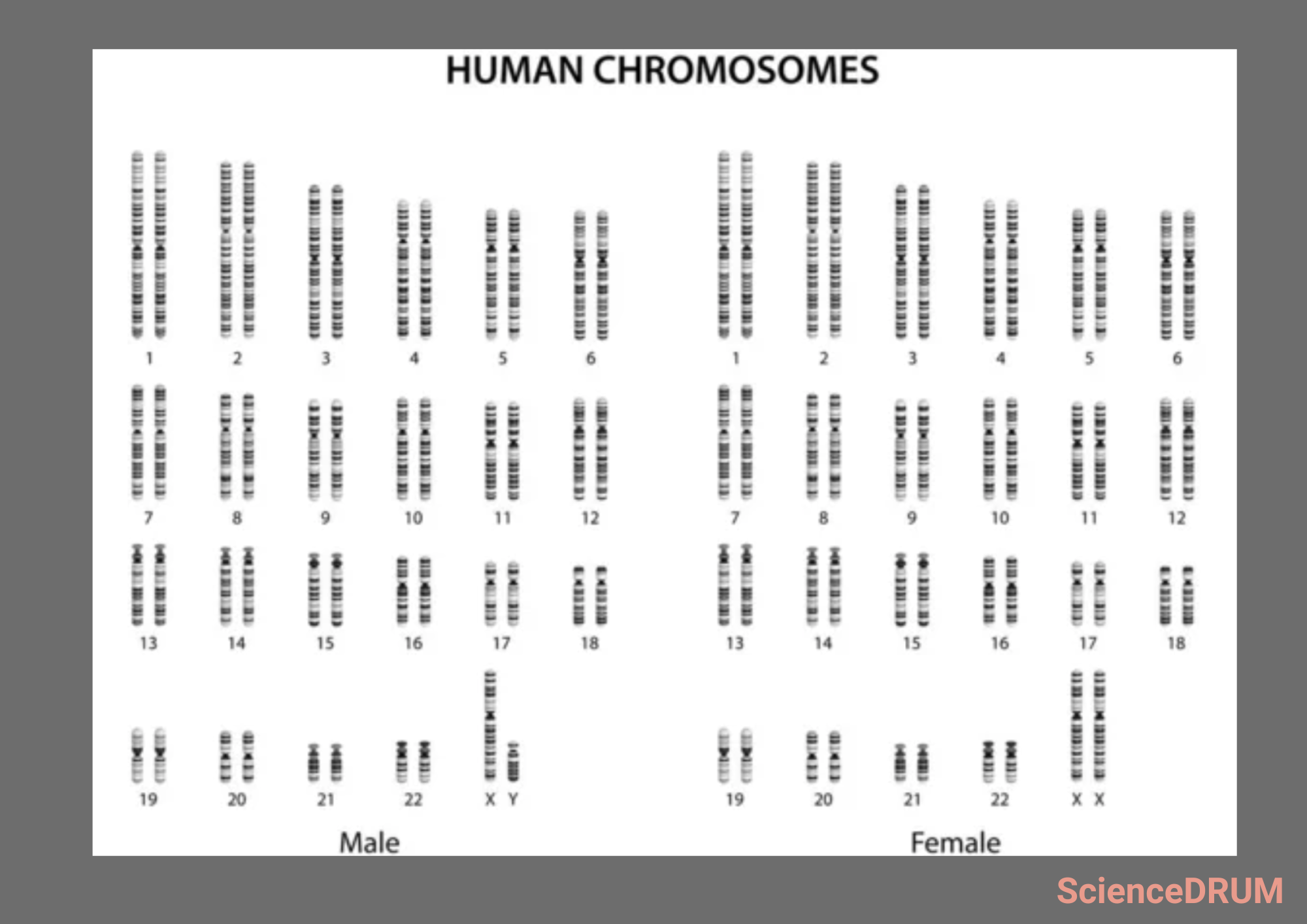 This image shows the karyotype — the number of chromosomes — of a normal human male and female.  Scientists use traditional as well as advanced techniques to count chromosomes.  Human's have 23 chromosomes — 22 autosomal chromosomes and a pair of sex chromosomes.