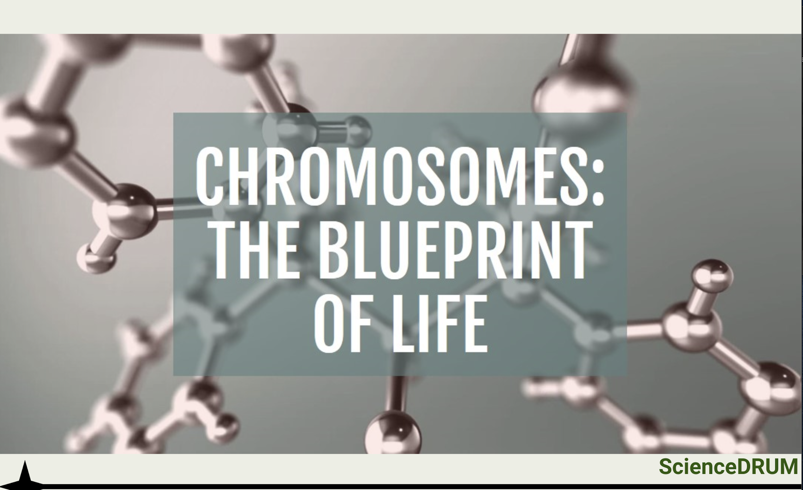 Chromosomes are very important because they contain all the genetic information of organisms. The organism's DNA is contained within the chromosome as a long series of nucleotides organized into genes. This helps the offspring inherit the characters of their parents, thus enabling the perpetuation of life.