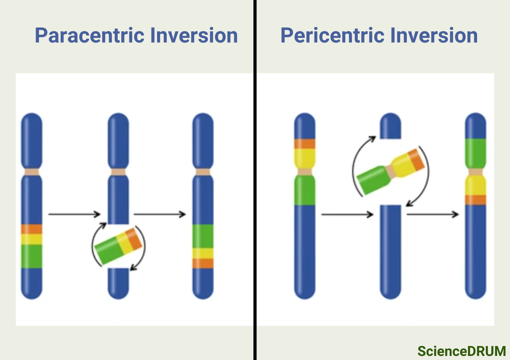 This image shows the two different types of chromosomal inversions that occur - paracentric inversion and pericentric inversion.  A chromosomal inversion is a structural change in a chromosome where a segment of the chromosome breaks off, rotates 180 degrees, and reattaches to the same chromosome in the reverse orientation.  This can result in a disruption of the normal sequence of genes on the chromosome.