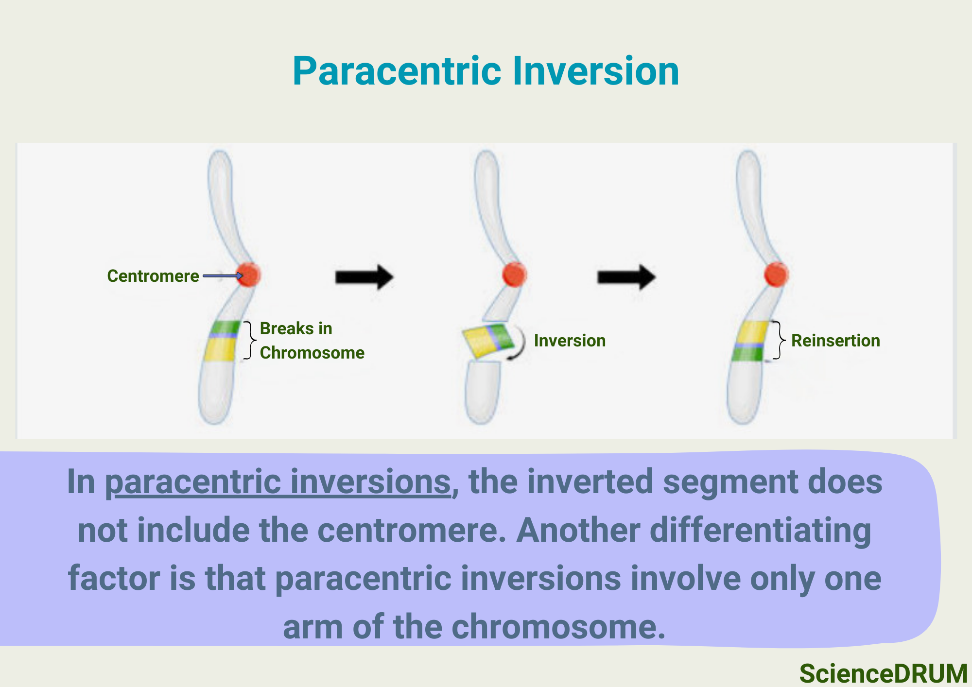 In paracentric inversions, the inverted segment does not include the centromere.  Another differentiating factor is that paracentric inversions involve only one arm of the chromosome.