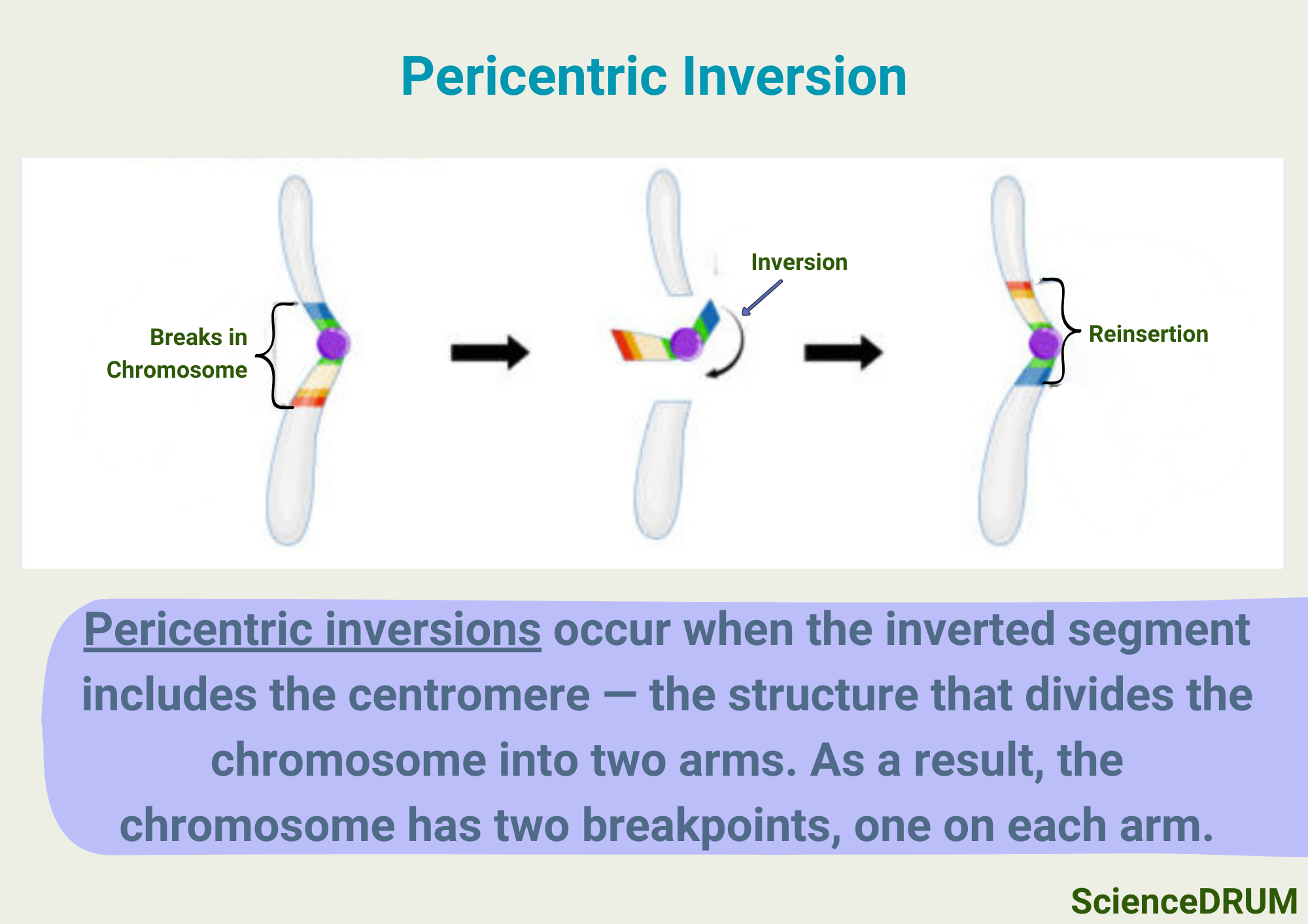 This image explains the process through which pericentric inversions occur.  Pericentric inversions occur when the inverted segment includes the centromere — the structure that divides the chromosome into two arms.  As a result, the chromosome has two breakpoints, one on each arm.