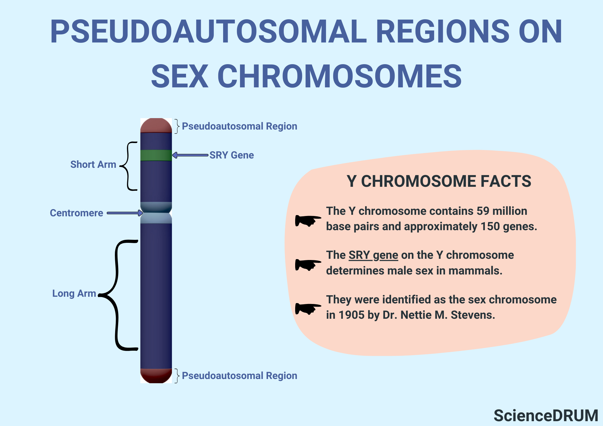 This image shows where pseudoautosomal regions are located on the Y chromosome - which is the male sex chromosome.