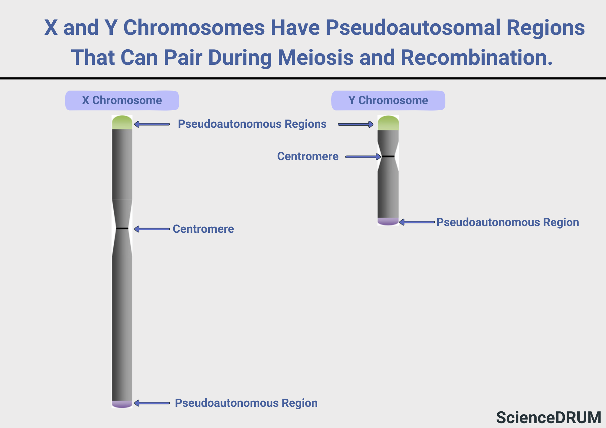 This image shows the X and Y chromosomes and where pseudoautosomal regions are located on both the X and Y chromosomes.  Pseudoautosomal regions (PARs) are unique regions on the X and Y chromosomes that contain a similar DNA sequence.  These regions act as crossover points during meiosis, the process by which sex cells are produced.