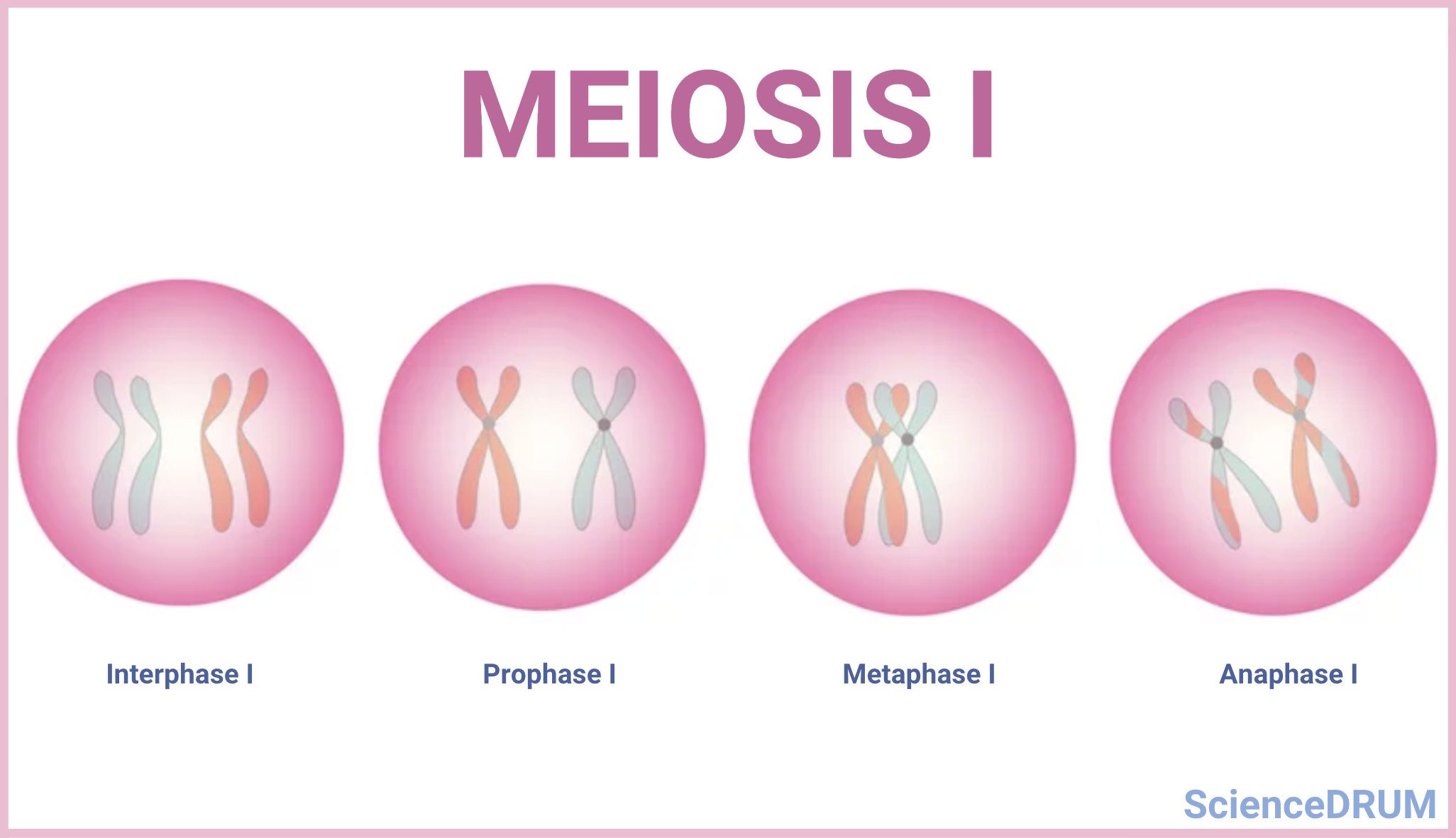 This image shows the different stages of Meiosis I.  Meiosis is a type of cell division that produces gametes. The process is divided into two stages — meiosis I and meiosis II.