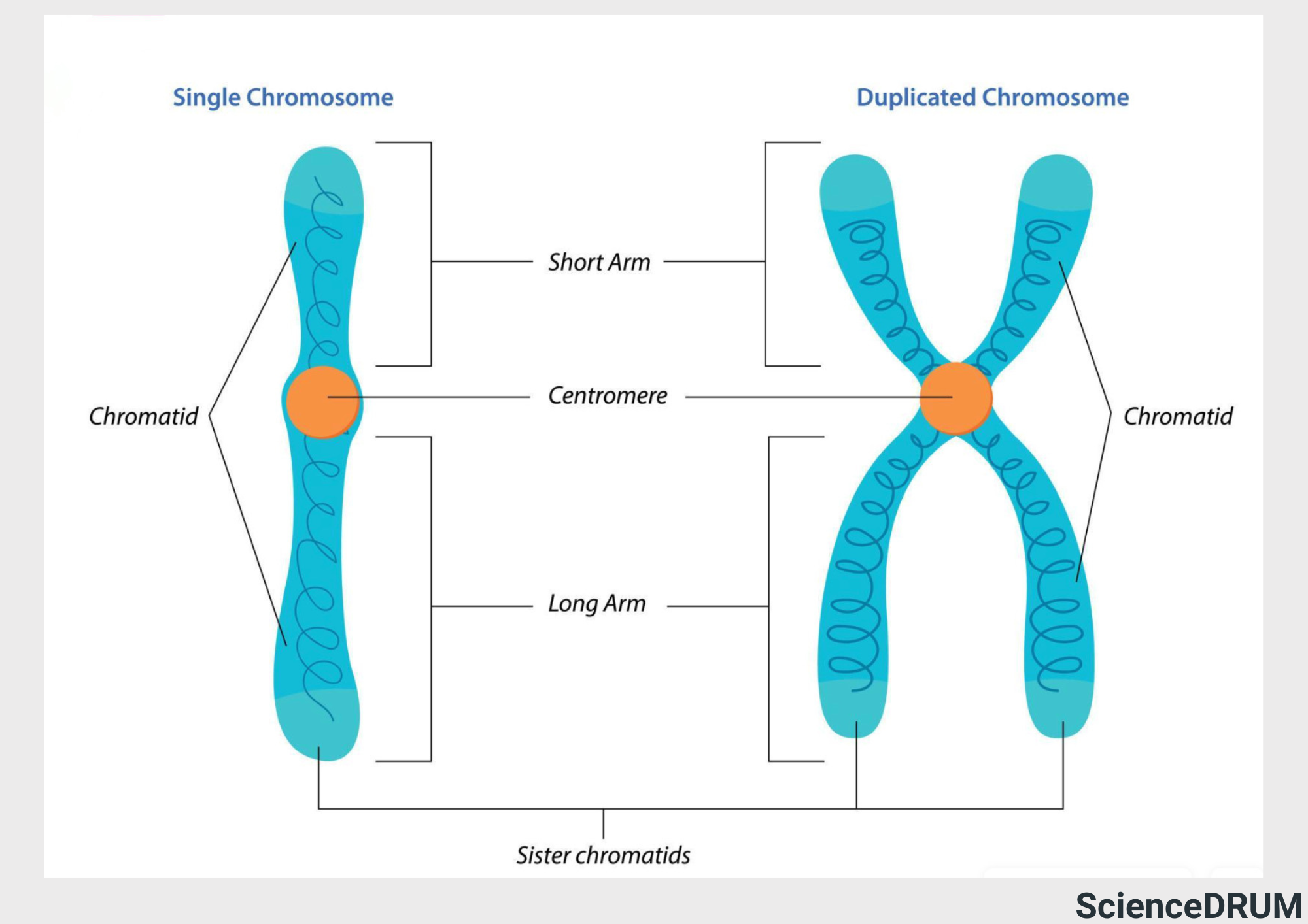 The image shows a chromosome duplicated from a single chromosome during S phase of the cell cycle.