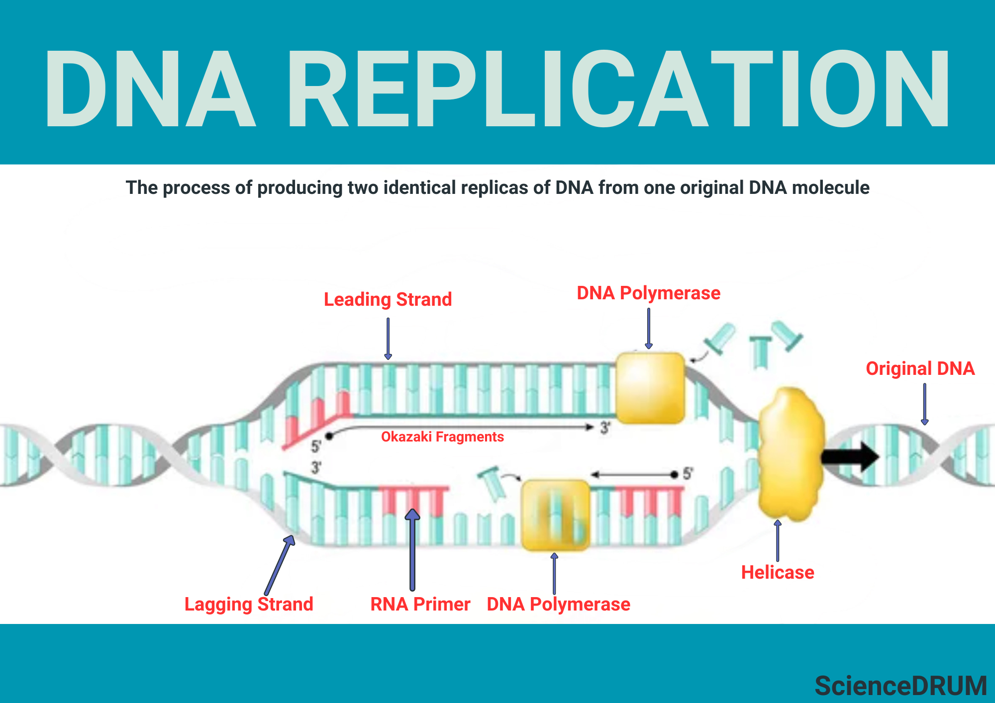 This image explains the process of DNA replication and the various structures it involves — the leading DNA strand, the lagging DNA strand, the enzymes polymerase and helicase  It shows how the double stranded DNA unwinds to undergo replication to duplicate chromosomes.