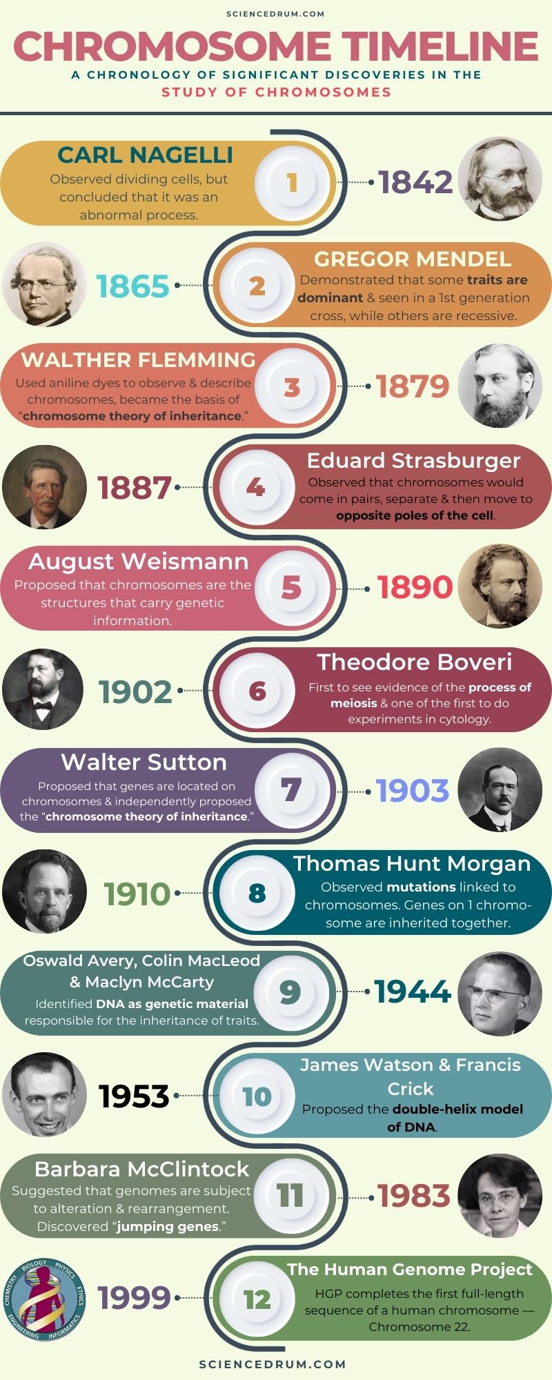 This image shows a chronological timeline of all the important discoveries and milestones in the study of chromosomes.  The history of cytogenetics dates back to the late 1800s when the first observations of chromosomes were made.  Since then, several scientists have contributed to the field, including Walther Flemming, Theodor Boveri, Walter Sutton, Thomas Hunt Morgan, and Barbara McClintock, among others.