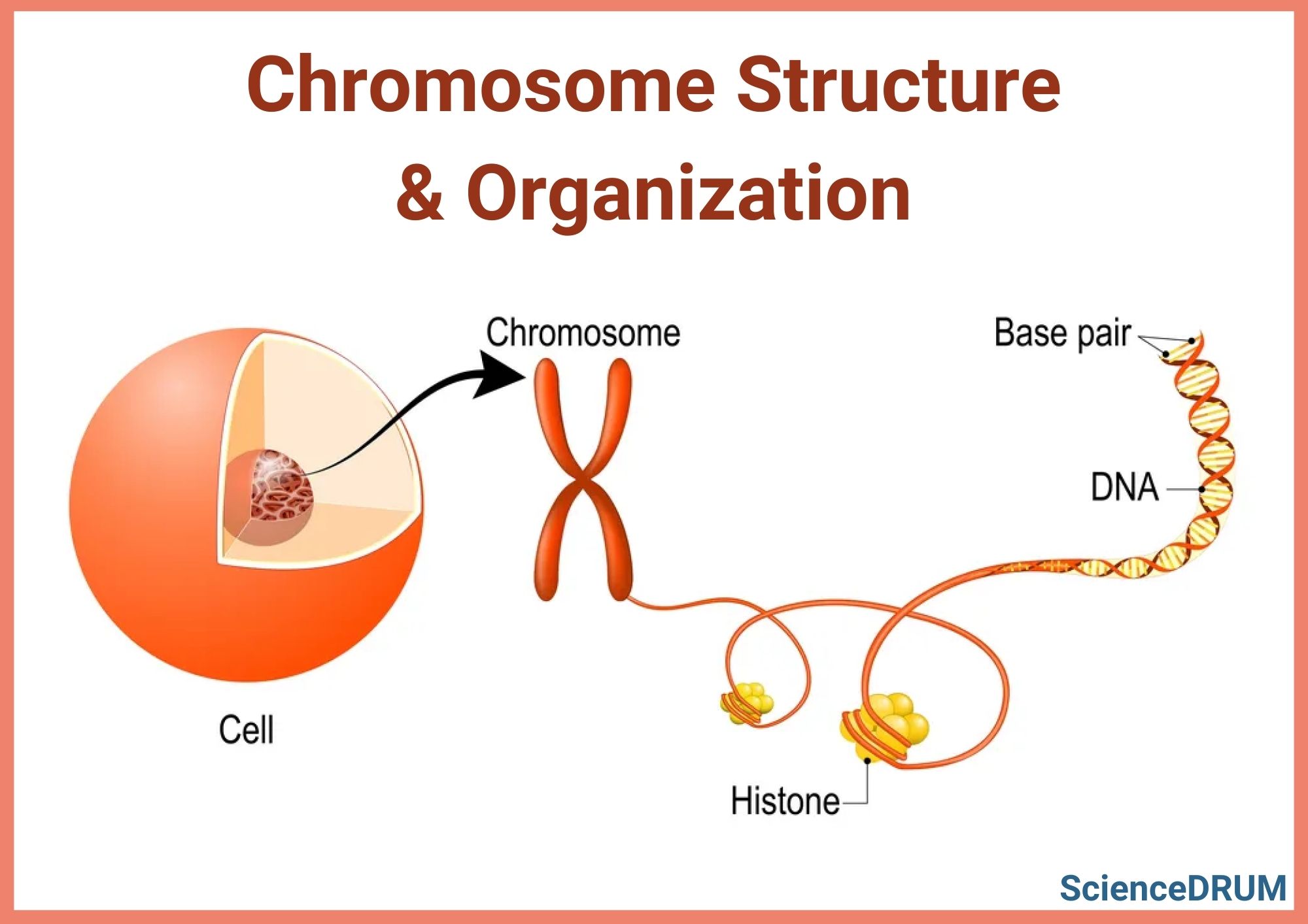 This image shows the structure and organization of chromosomes inside the cell.