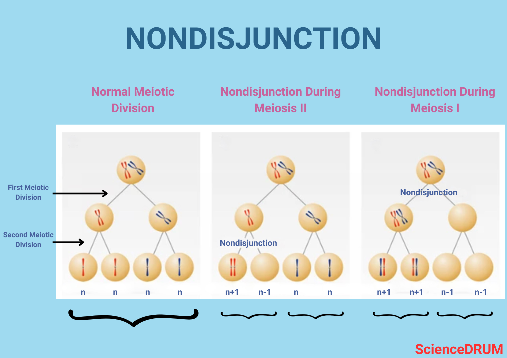 This image explains how and where nondisjunction occurs during meiosis I and meiosis II.  The image also shows how nondisjunction affects the chromosomes count in the four daughter cells depending on when it occurs.