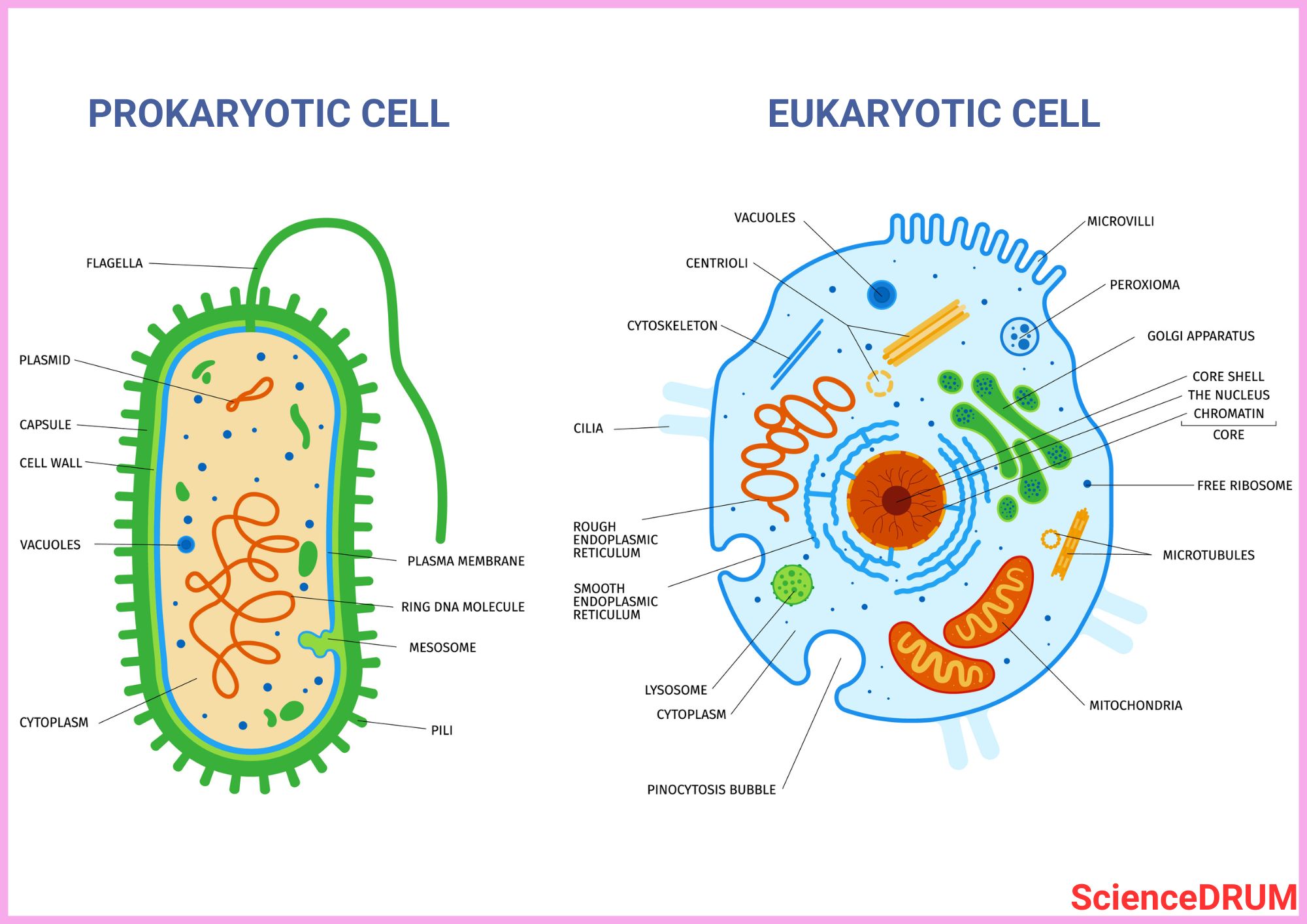 This image shows the differences in the structure and components of prokaryotic and eukaryotic cells.  Prokaryotes are single-celled organisms that lack a nucleus and other membrane-bound organelles.  Eukaryotes are more complex organisms with a nucleus and other membrane-bound organelles.