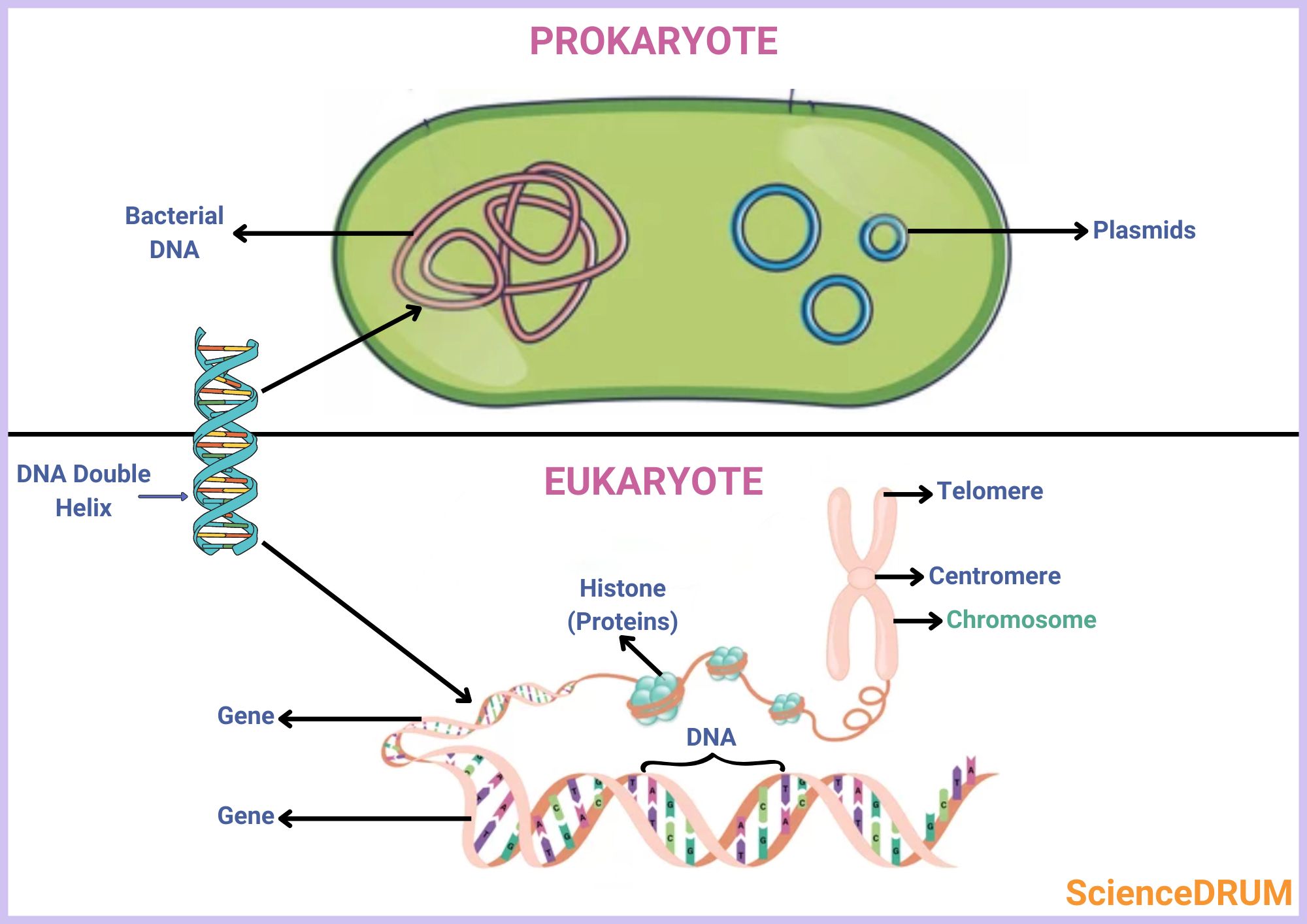 This image shows how the arrangement and structure of chromosomes differ in prokaryotes and eukaryotes.  Prokaryotic cells, such as bacteria, have a single, circular chromosome that is located in the cytoplasm.  In contrast, eukaryotic cells have multiple linear chromosomes that are enclosed within a nucleus.