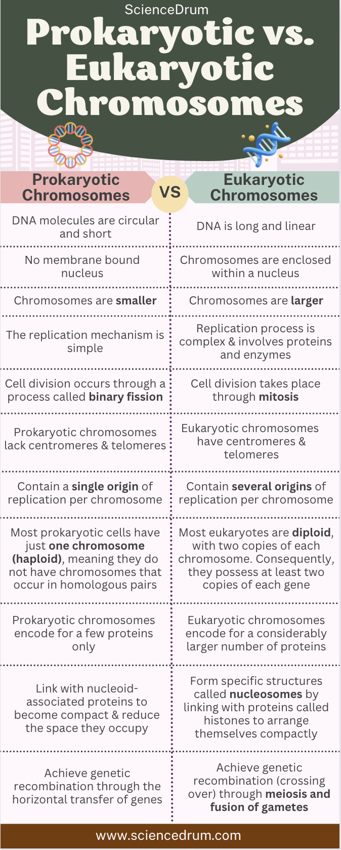 This image shows a comparison table that highlights the major differences between prokaryotic and eukaryotic chromosomes.