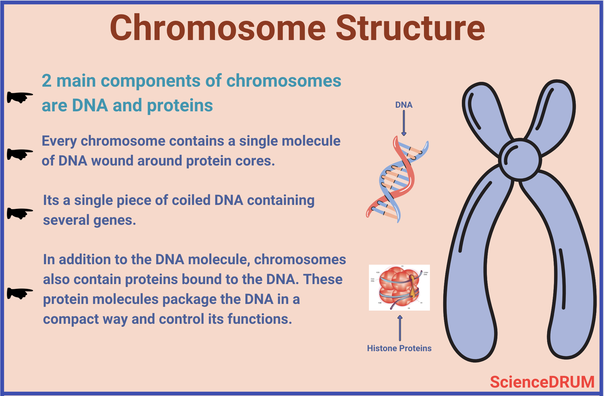 This image shows the two primary chemical components of chromosomes — DNA and histone proteins.  DNA (deoxyribonucleic acid) is a long, thin molecule that contains the genetic information.  Proteins provide support and structure to the chromosome.