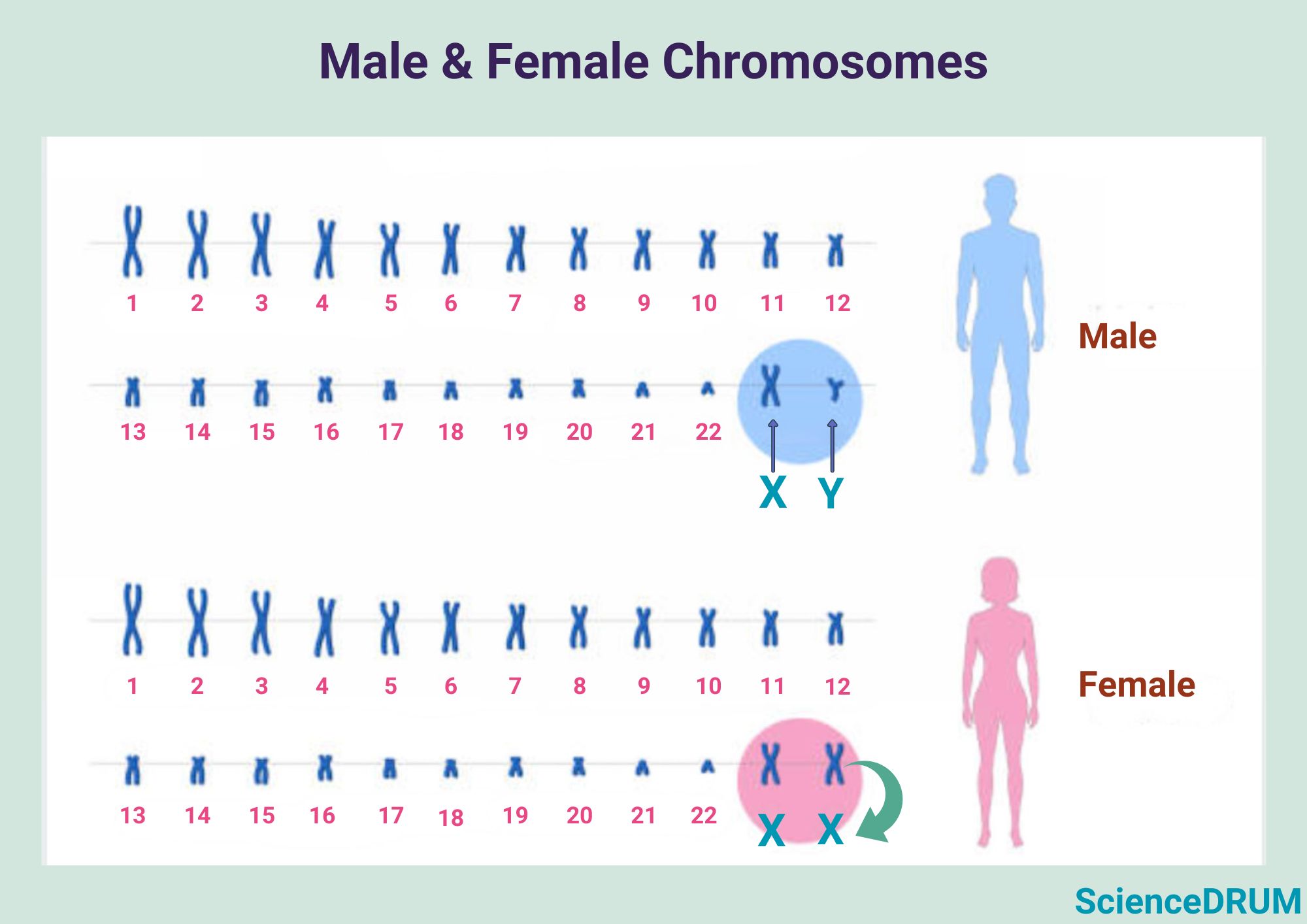 The image shows the number of chromosomes in human males and females.  These chromosomes are arranged in 23 pairs.