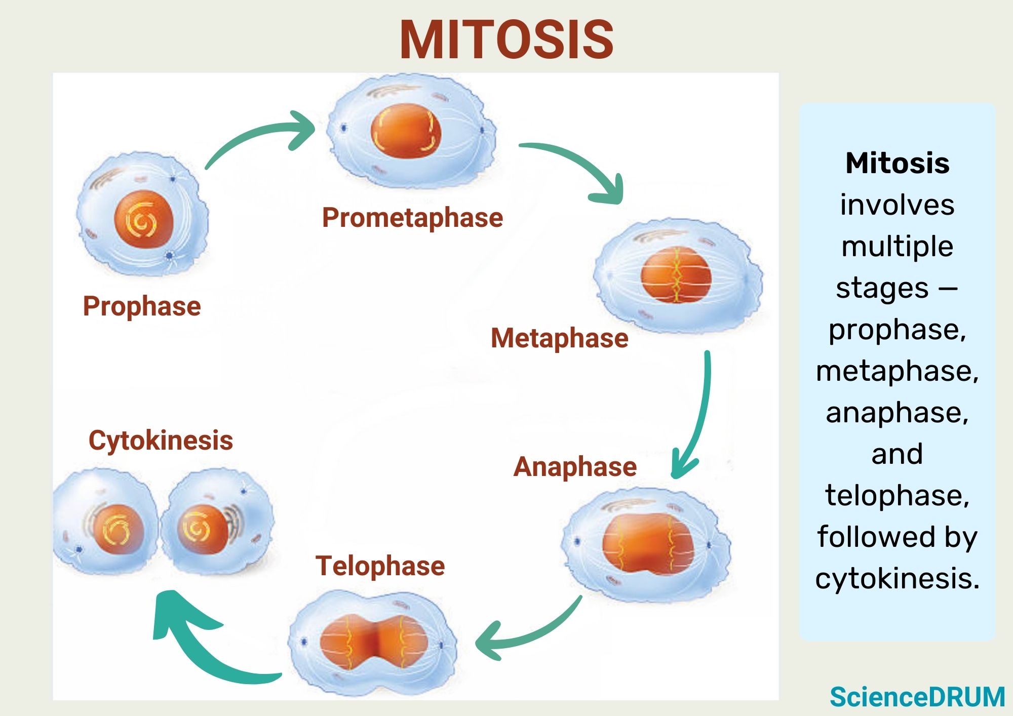 Mitosis involves multiple stages — prophase, metaphase, anaphase, and telophase, followed by cytokinesis.