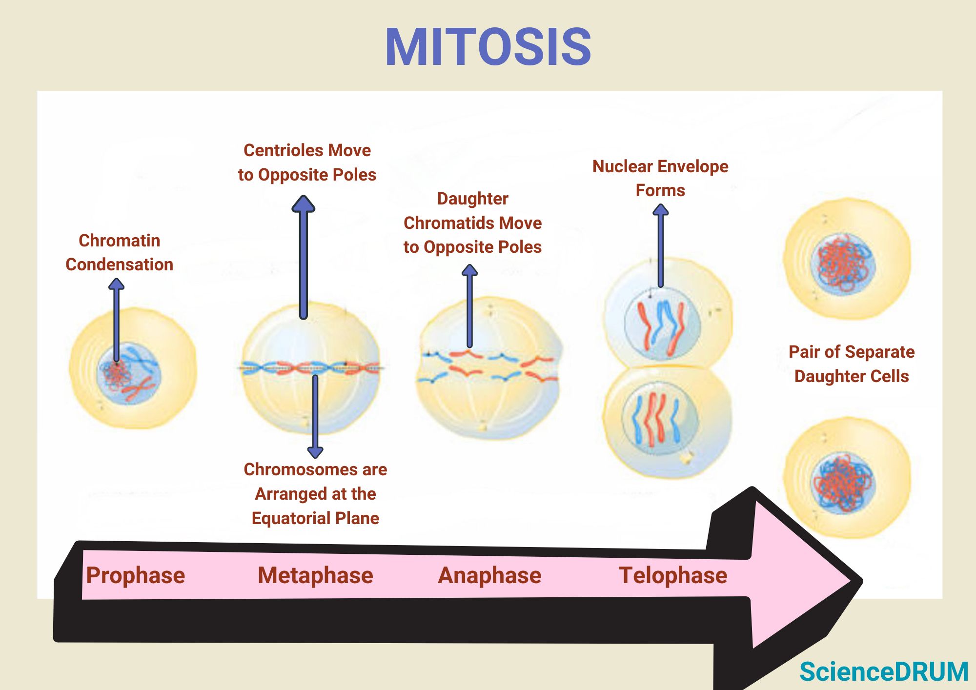 The image shows the transformation that chromosomes undergo during each stage of mitosis.  Mitotis has four stages — prophase, metaphase, anaphase, and telophase.