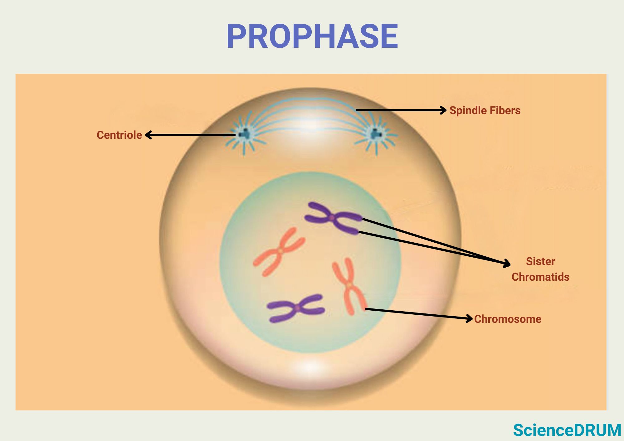 This image shows the formation of centrioles and spindle fibers responsible for the separation of sister chromatids.