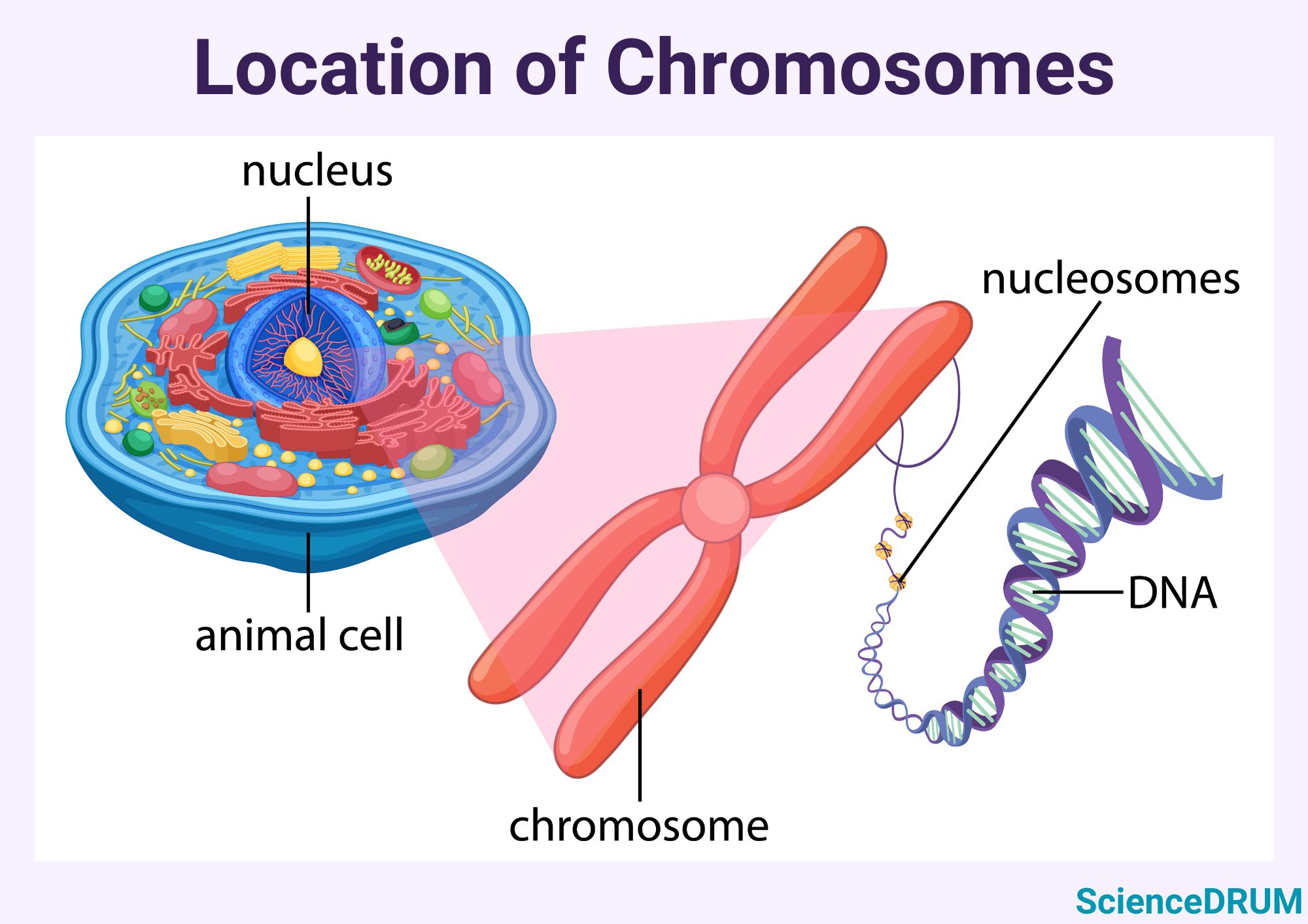 The image describes where chromosomes are located inside the cell.