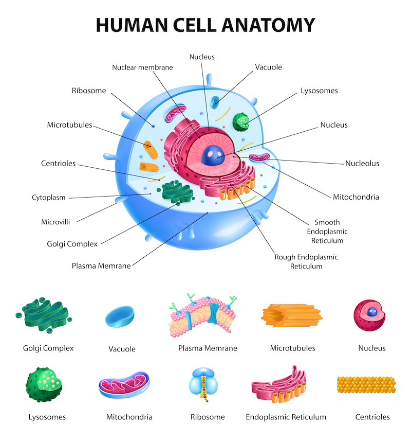 The image shows the various components of a eukaryotic cell.  These include the nucleus, mitochondria, plasma membrane, and other components, each with their own specific functions.