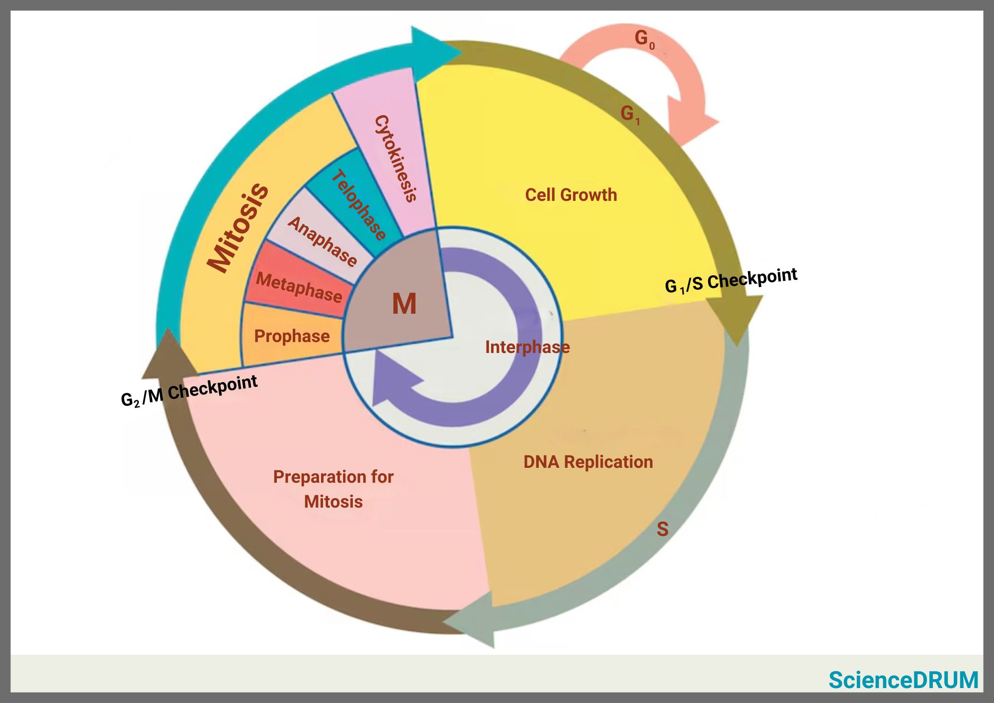 This image shows the different stages of the cell cycle.  During interphase, cell growth occurs, followed by DNA replication after which the cell prepares for division through the process of mitosis.  Mitosis in turn is divided into four stages — prophase, metaphase, anaphase and telophase after which the cell divides through cytokinesis.