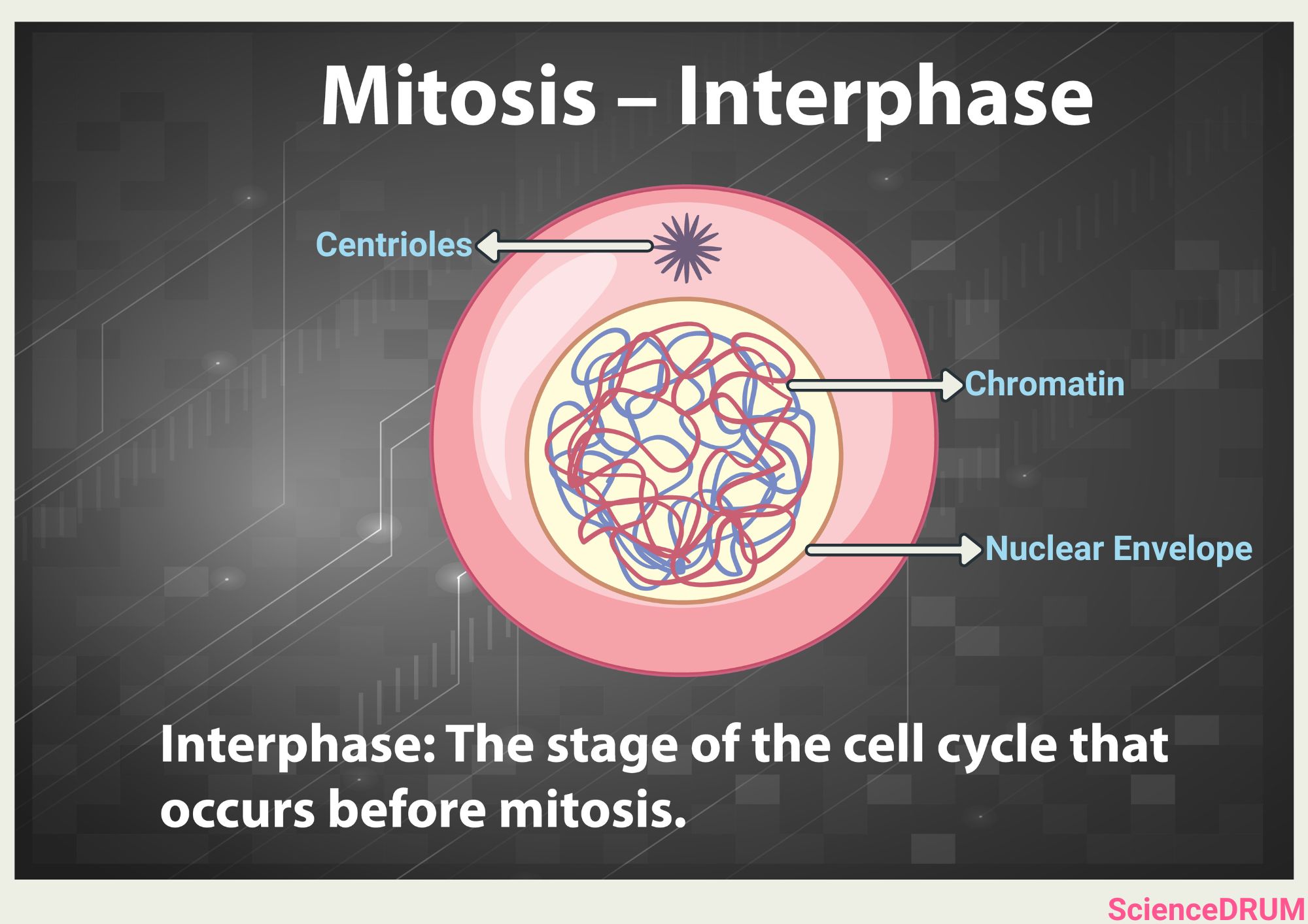 The image shows the arrangement of chromosomes in the cell during interphase.  It's difficult to observe chromosomes during interphase as they are diffused and extended (not condensed).