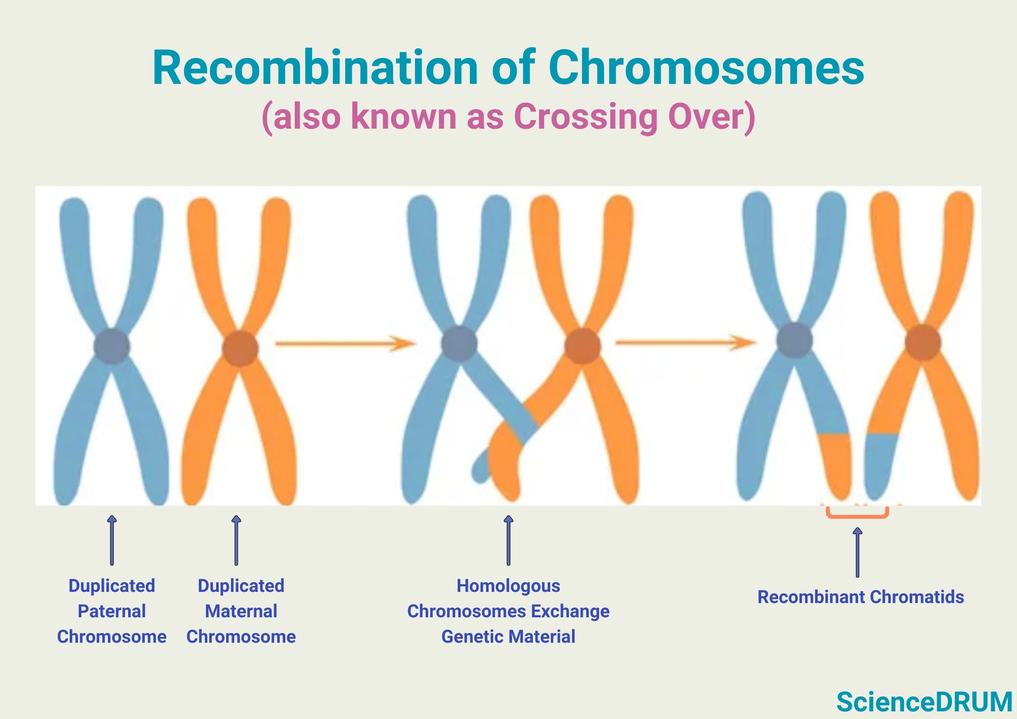 This image shows how homologous chromosomes exchange genetic material through a process called crossing over or recombination.