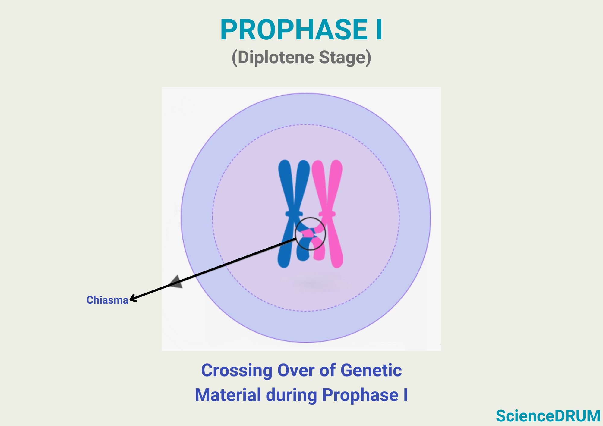 This image shows the specific site on the homologous chromosomes where genetic material is exchanged during prophase I of meiosis I.  This site of exchange is called chiasmata.