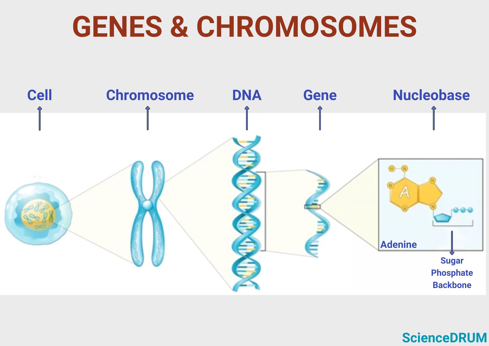 The image shows the relationship between genes and chromosomes.  The nucleus within the cell contains chromosomes. Chromosomes in turn contain several genes and are the basic building blocks of life.