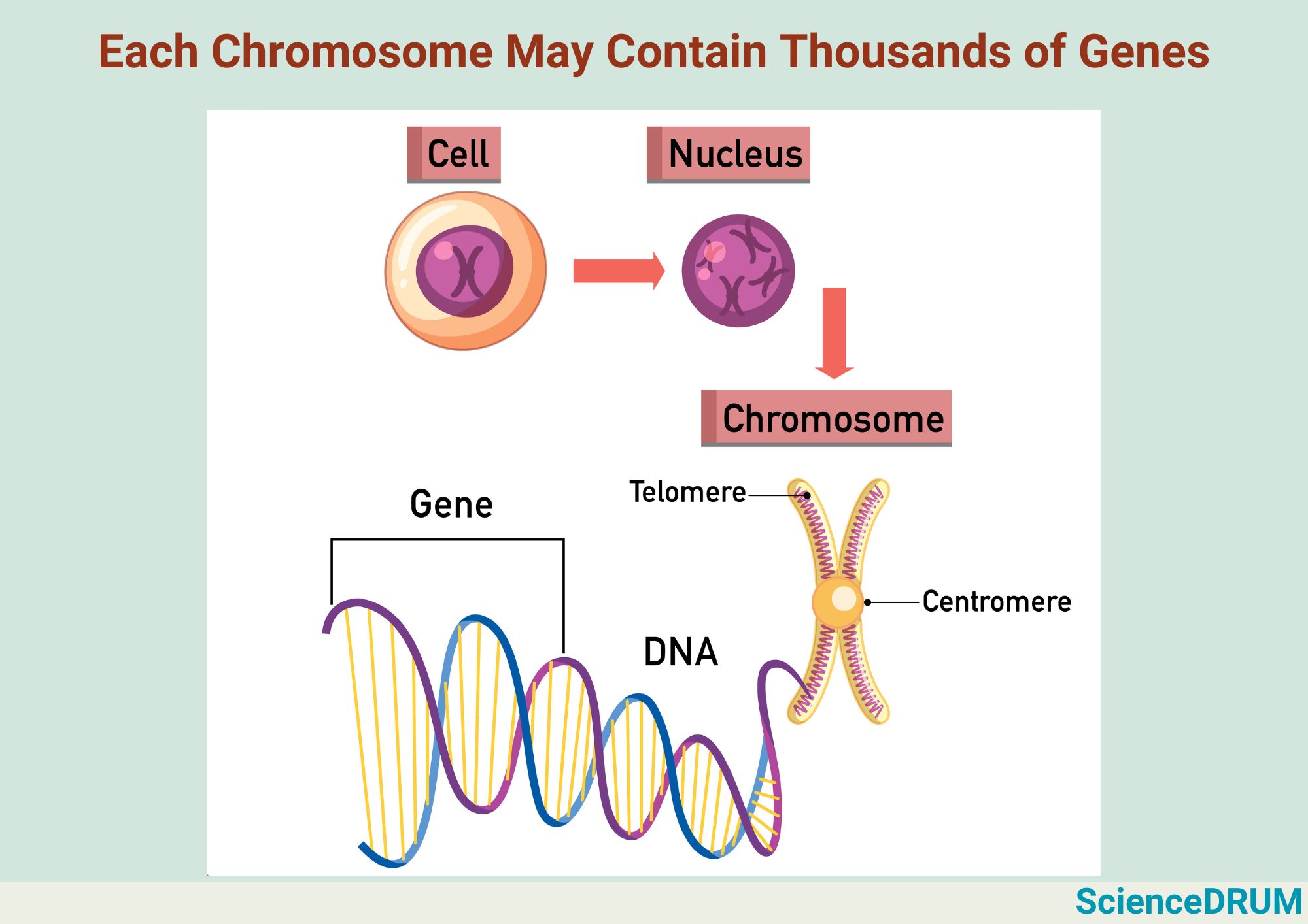 The image explains the structural hierarchy between chromosomes and the cell.  Genes are contained within chromosomes, which means that chromosomes carry genetic information.  Each chromosome contains many different genes that determine specific traits, such as hair color or eye color.