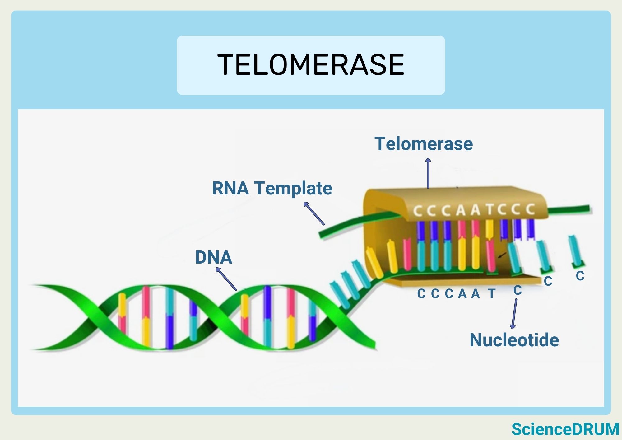 This image shows how the telomerase enzyme attaches to the chromosome ends to replicate the genes at the end of the lagging strand. Telomerase is a reverse transcriptase enzyme that can add new telomere DNA to the ends of chromosomes, thus replenishing the lost telomere sequences and preventing chromosome shortening.